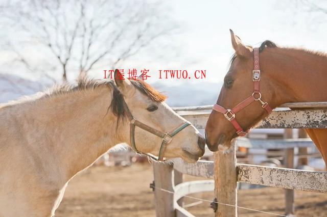 超治愈牧场写真：愿你被这世界温柔相待 ,超治愈牧场写真：愿你被这世界温柔相待  牧场 拍摄 林美纪 平林美纪 作品 新西兰 我会 照片 摄影 第9张,牧场,拍摄,林美纪,平林美纪,作品,新西兰,我会,照片,摄影,第9张