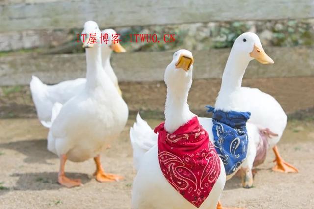 超治愈牧场写真：愿你被这世界温柔相待 ,超治愈牧场写真：愿你被这世界温柔相待  牧场 拍摄 林美纪 平林美纪 作品 新西兰 我会 照片 摄影 第7张,牧场,拍摄,林美纪,平林美纪,作品,新西兰,我会,照片,摄影,第7张