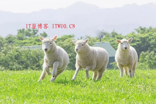 超治愈牧场写真：愿你被这世界温柔相待 ,超治愈牧场写真：愿你被这世界温柔相待  牧场 拍摄 林美纪 平林美纪 作品 新西兰 我会 照片 摄影 第3张,牧场,拍摄,林美纪,平林美纪,作品,新西兰,我会,照片,摄影,第3张