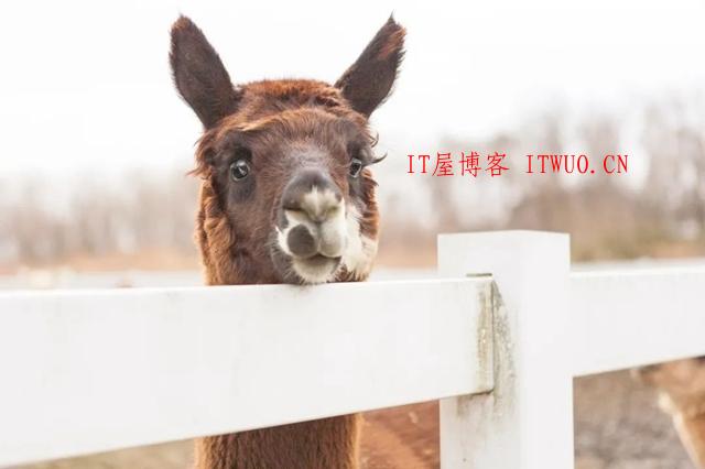 超治愈牧场写真：愿你被这世界温柔相待 ,超治愈牧场写真：愿你被这世界温柔相待  牧场 拍摄 林美纪 平林美纪 作品 新西兰 我会 照片 摄影 第5张,牧场,拍摄,林美纪,平林美纪,作品,新西兰,我会,照片,摄影,第5张