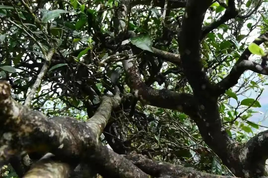 普洱茶界中的一匹黑马——忙肺,640 (1).png,时间,资源,根,第2张